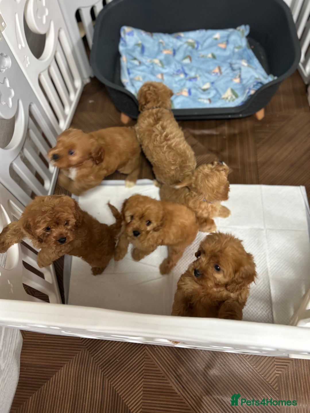 Cavapoo dogs for sale: Cavapoos  - Image 10