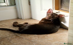 Oriental cats for sale: Oriental havana male for sale - Image 1