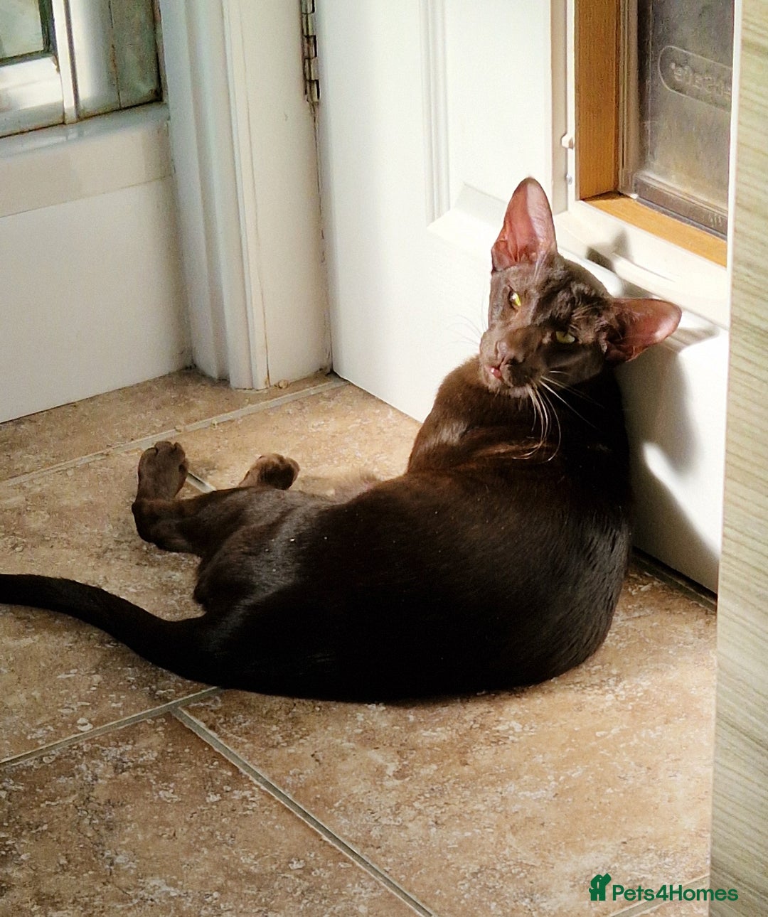Oriental cats for sale: Oriental havana male for sale - Image 1