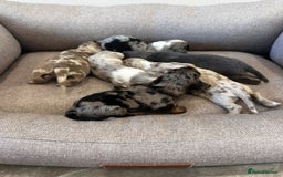 Miniature Dachshund dogs for sale: Miniature Dachshund Puppies  - Image 2
