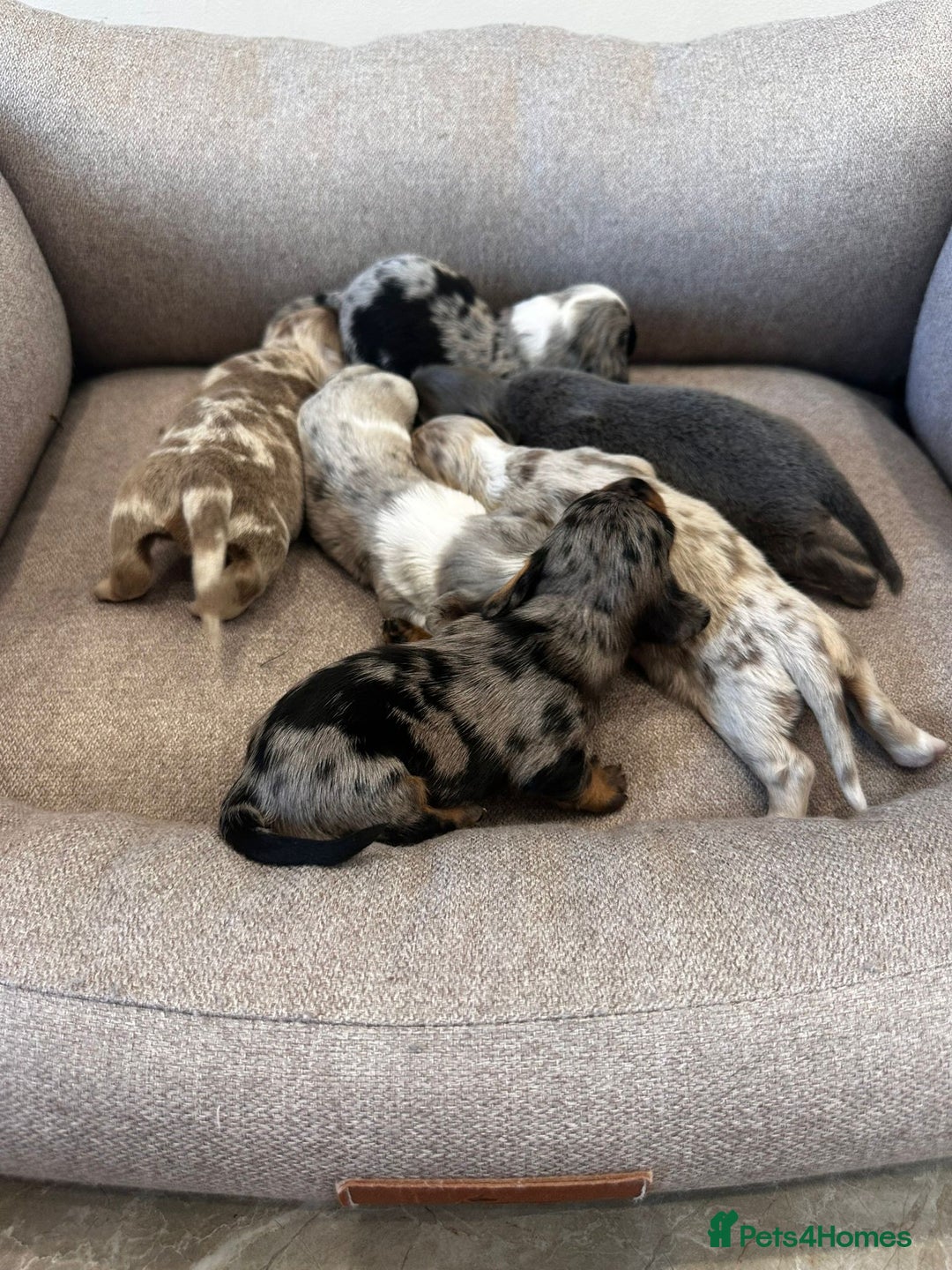 Miniature Dachshund dogs for sale: Miniature Dachshund Puppies  - Image 2