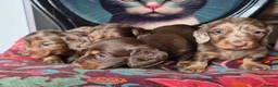 Miniature Dachshund dogs for sale: KC PRA clear Miniature dachshund puppies  - Advert 12