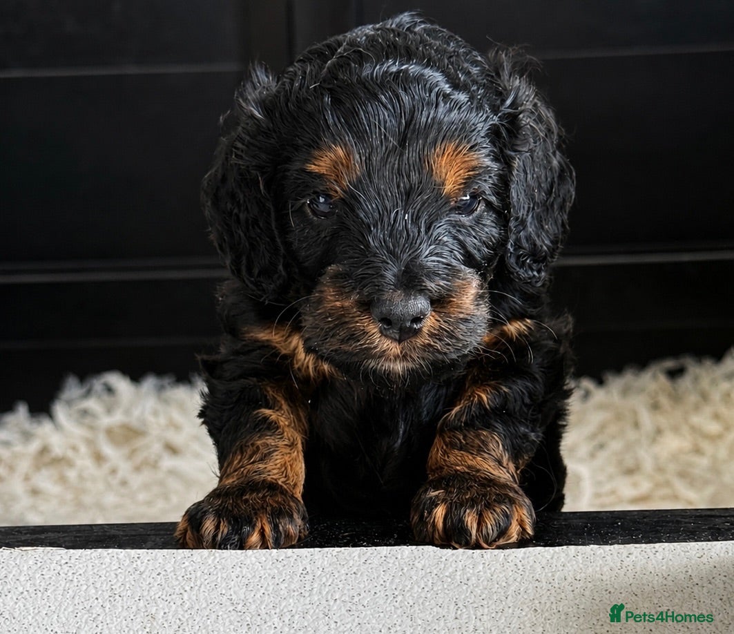 Cockapoo dogs Beautiful black & tan F1 cockapoo girl - Advert 7