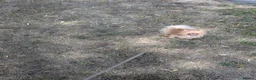 Pomeranian dogs for sale: Beautiful 1 year old girl looking for good home - Advert 2