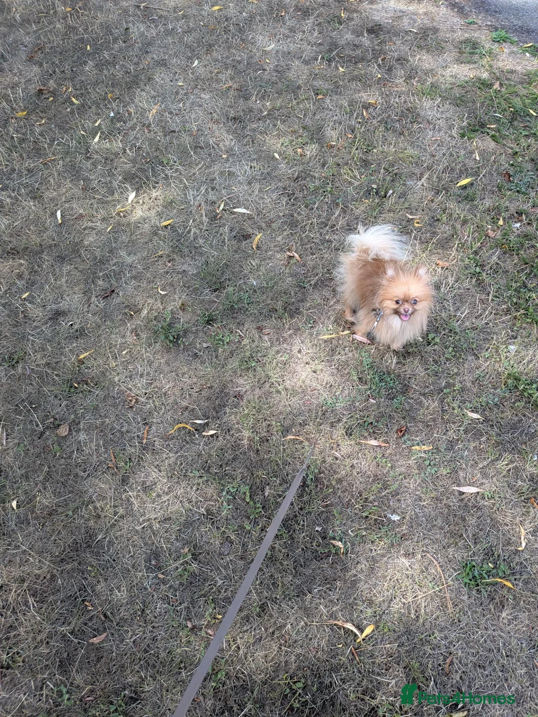 Pomeranian dogs for sale: Beautiful 1 year old girl looking for good home - Advert 2