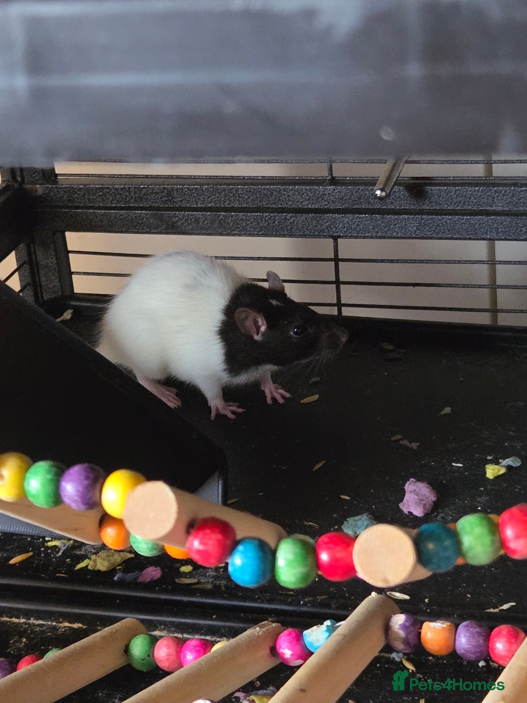 Rat rodents for sale: 3x female rate and set up - Advert 4