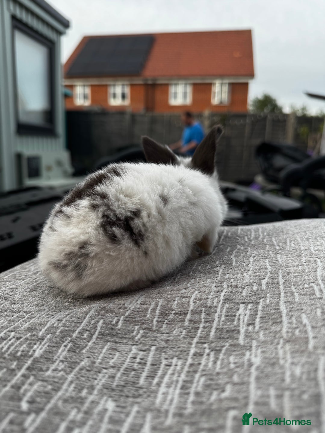 Mini Lop rabbits for sale: Mini Lop Babies ready to reserve - Image 13