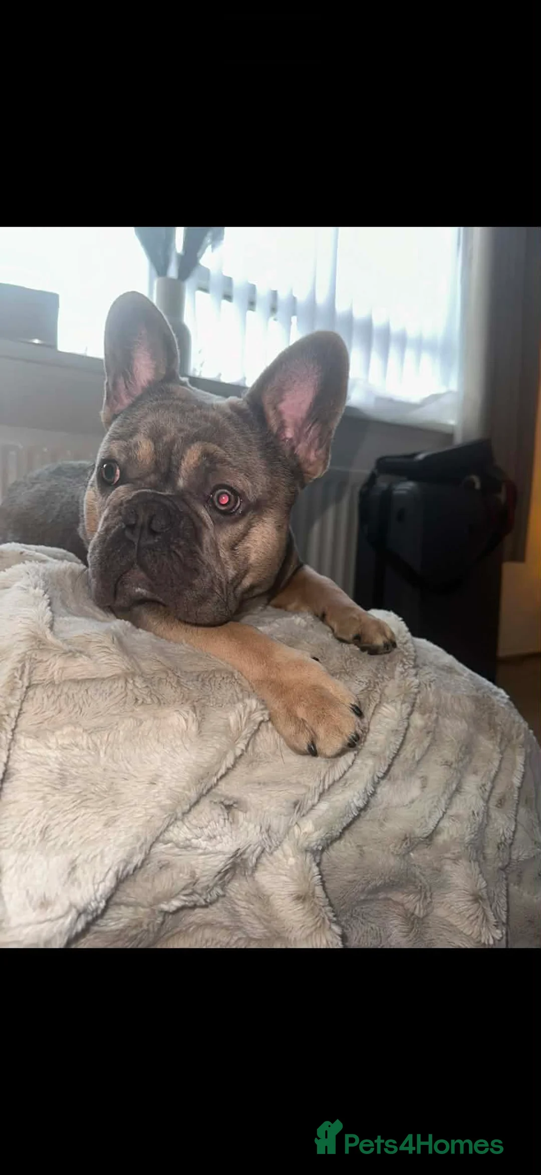 French Bulldog dogs for sale: Chino  - Advert 4