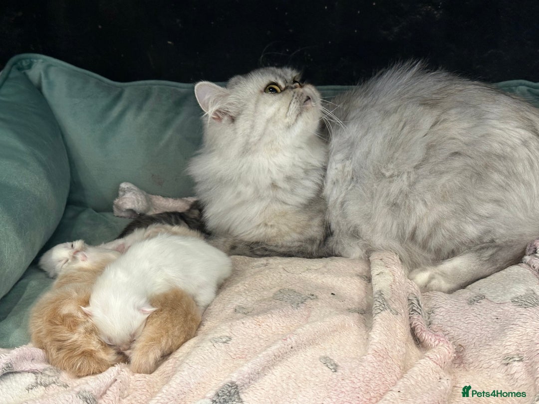 Persian cats for sale: Chinchilla kittens  - Image 2