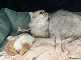 Persian cats Chinchilla kittens - Advert 1