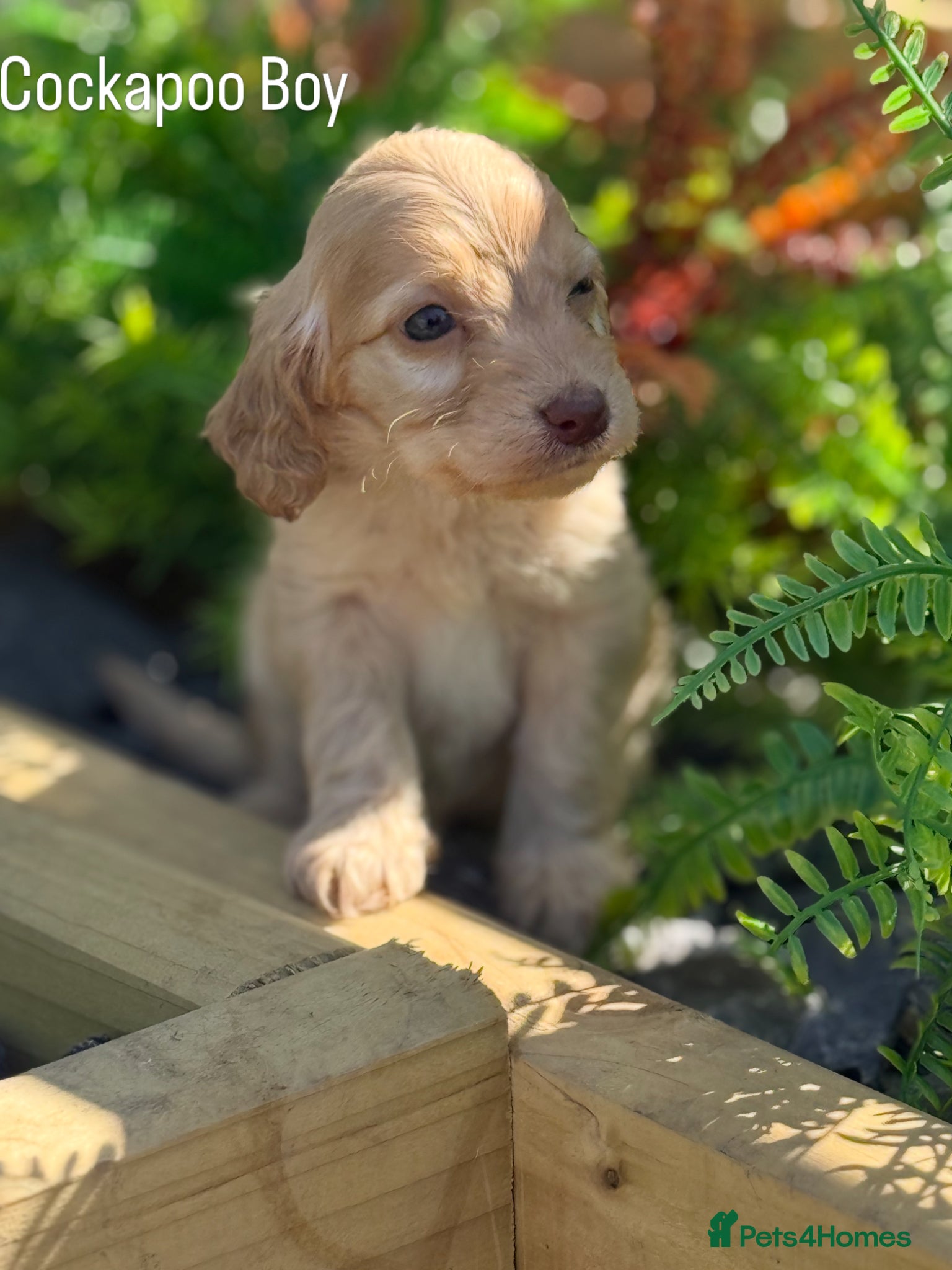 Cockapoo dogs F1 Show Cockapoo Ready April  - Advert 8