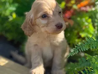 Cockapoo dogs F1 Show Cockapoo Ready April - Advert 8