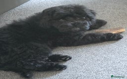 Labradoodle dogs for sale: F1b Labradoodle Bitch fully vaccinated  - Image 3