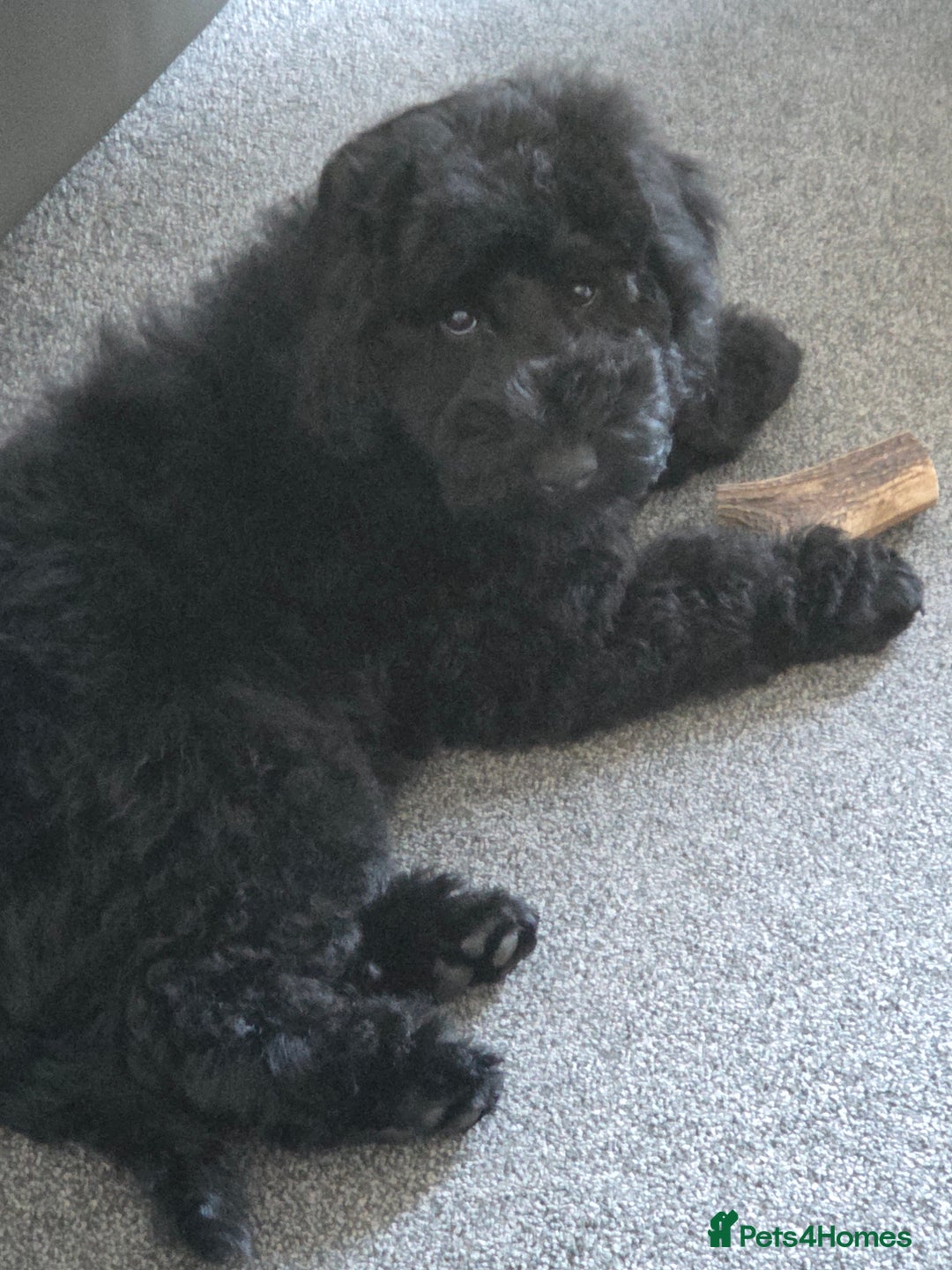 Labradoodle dogs for sale: F1b Labradoodle Bitch fully vaccinated  - Image 3