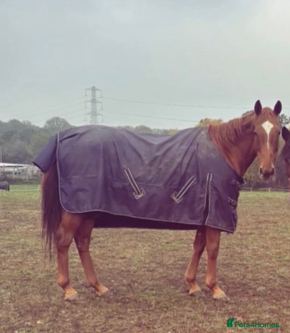 English Thoroughbred horses for sale: 15.2 Chestnut Mare - Advert 1