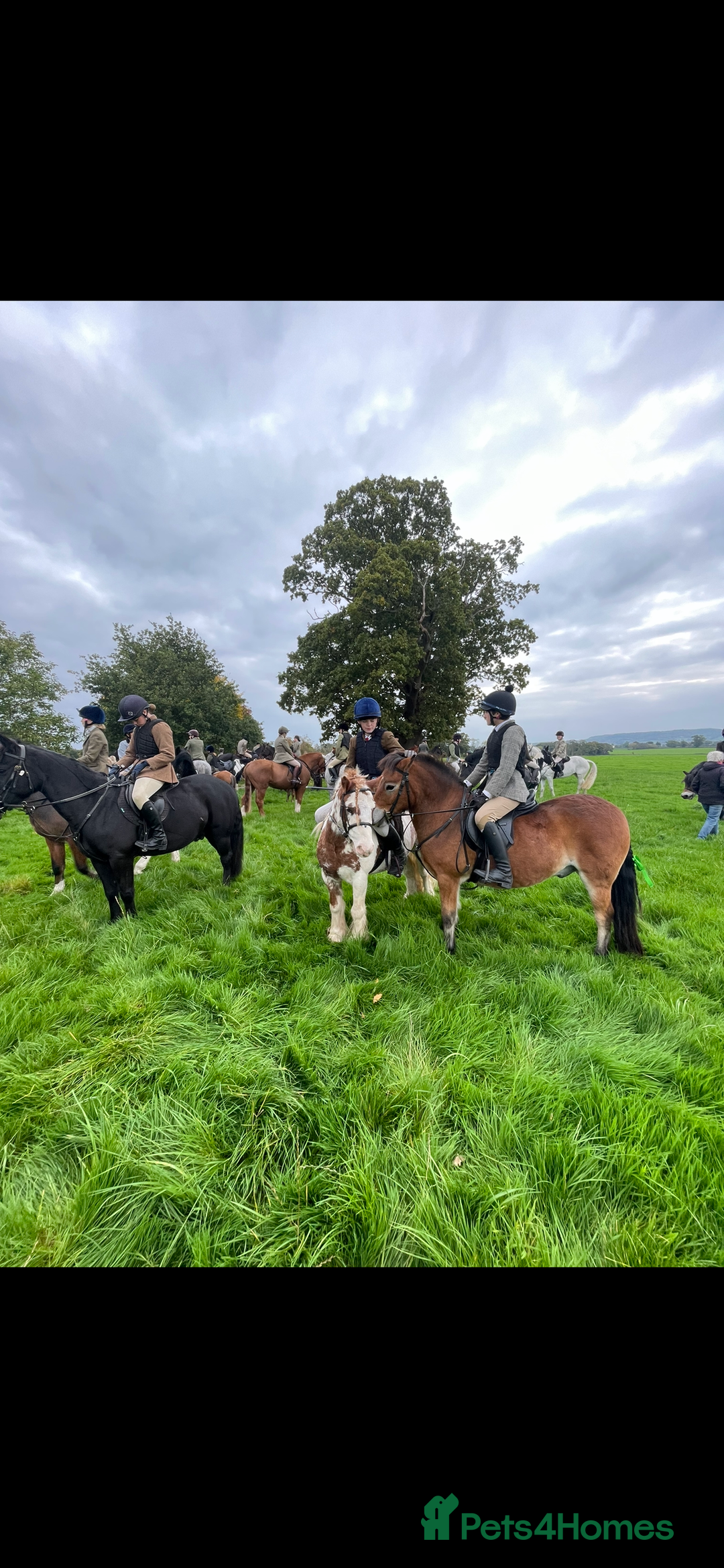 Exmoor horses for sale: Exmoor 12’1 gelding rising 6 drafted as a foal  - Advert 2