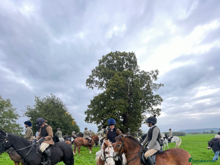 Exmoor horses Exmoor 12’1 gelding rising 6 drafted as a row - Advert 2