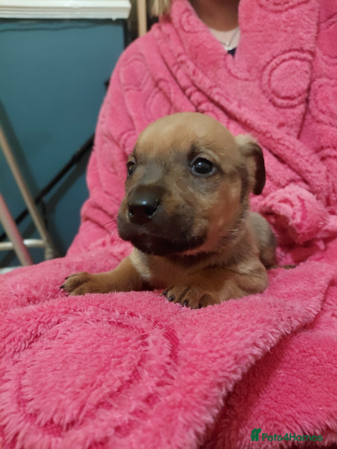 Mixed Breed dogs for sale: Cane corso cross rottweiler pups - Image 2