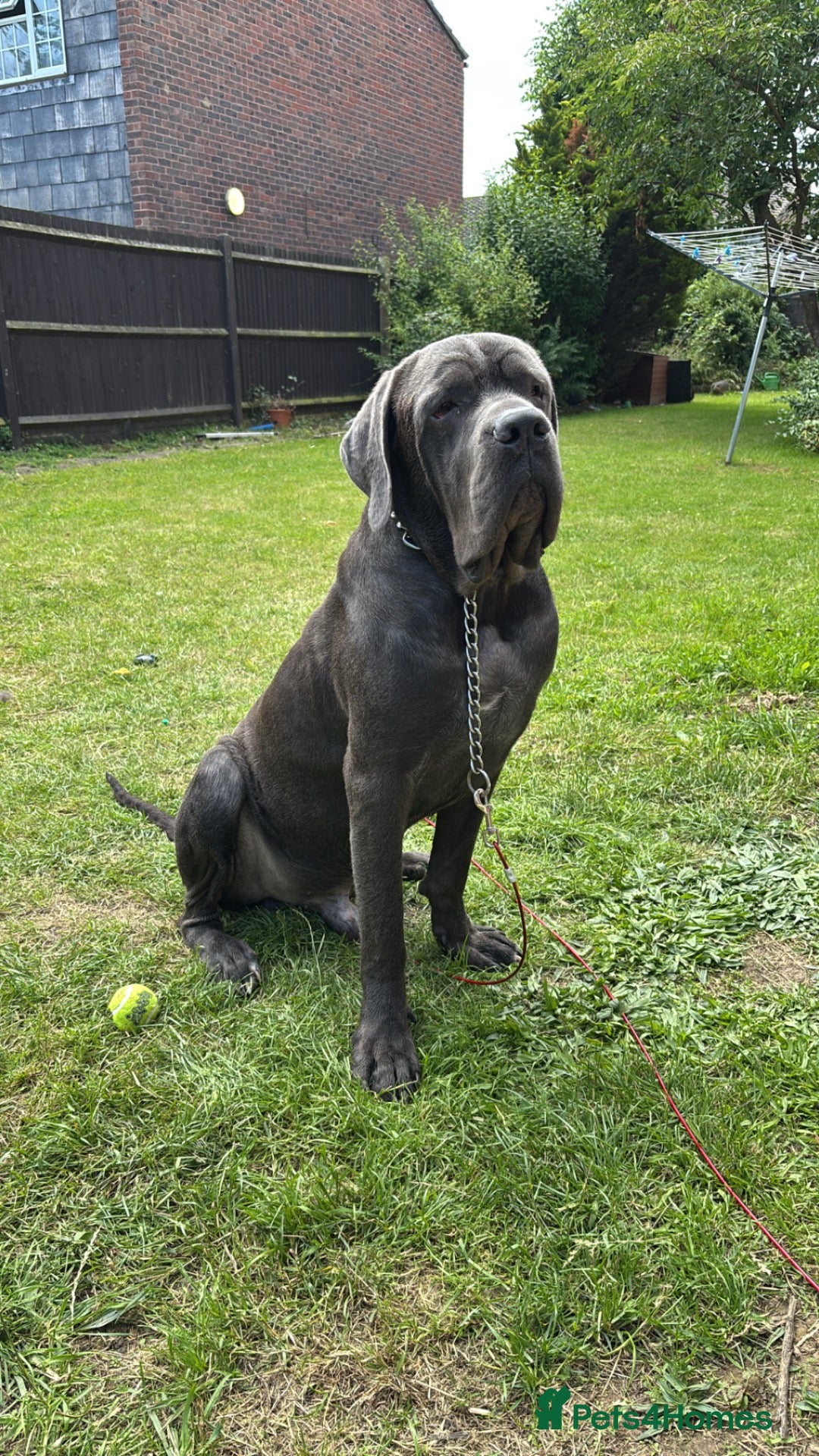 Cane Corso dogs Big boy chaos🐾 - Advert 5
