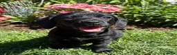 Mixed Breed dogs for sale: Female Doxiepoo 8 Weeks old - Advert 5
