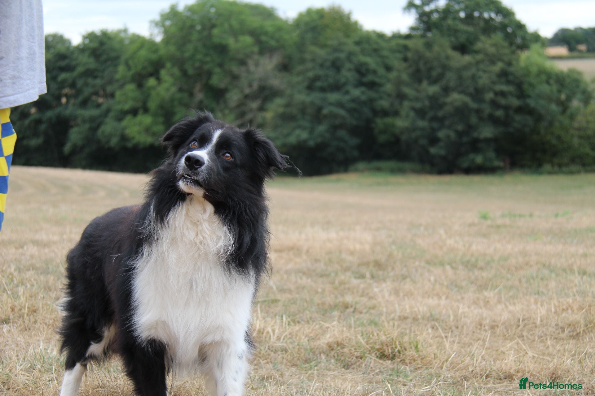 Border Collie dogs ISDS&KC Fully Tested Border Collie for Stud - Advert 9