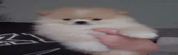 Pomeranian dogs for stud: Kc Pomeranian Male For STUD DUTIES - Advert 2