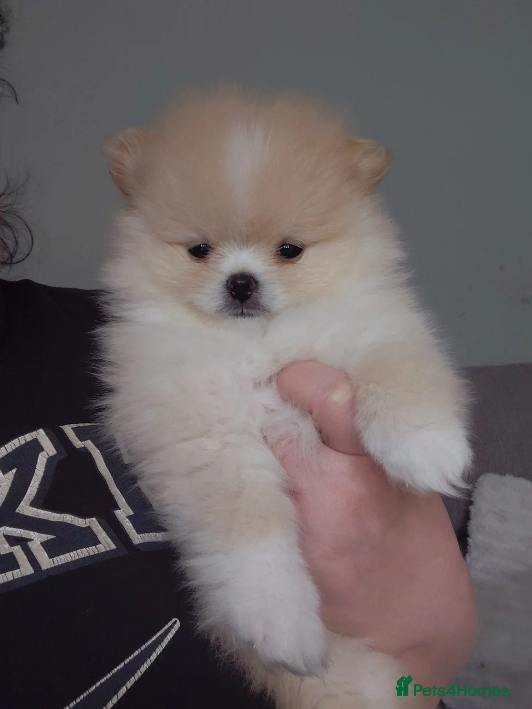 Pomeranian dogs for stud: Kc Pomeranian Male For STUD DUTIES - Advert 2