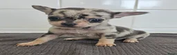 Chihuahua dogs for sale: Beautiful Short-haired chihuahua puppies  - Advert 7