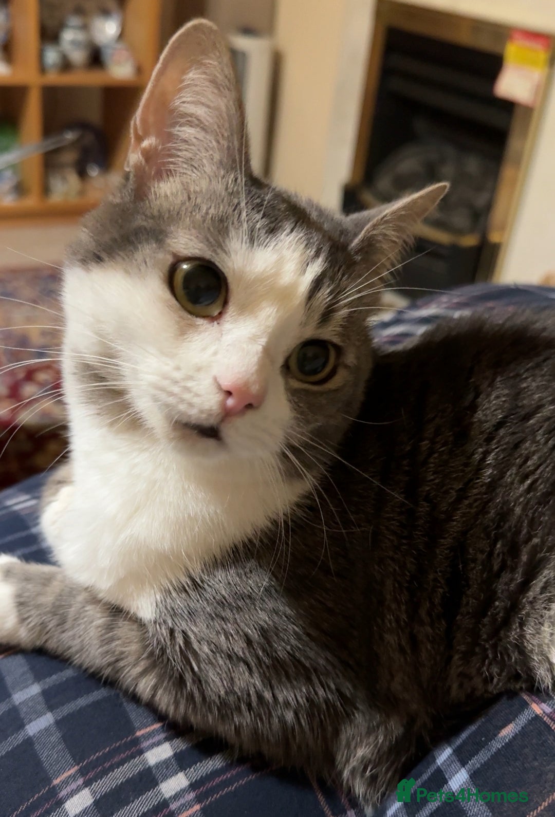 Domestic Shorthair cats for sale: Two cats for rehoming (for free ignore the price)  - Image 5