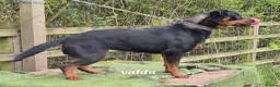 Rottweiler dogs for sale: Rottweiler puppies full German bloodline  in Newton-le-Willows - Advert 14