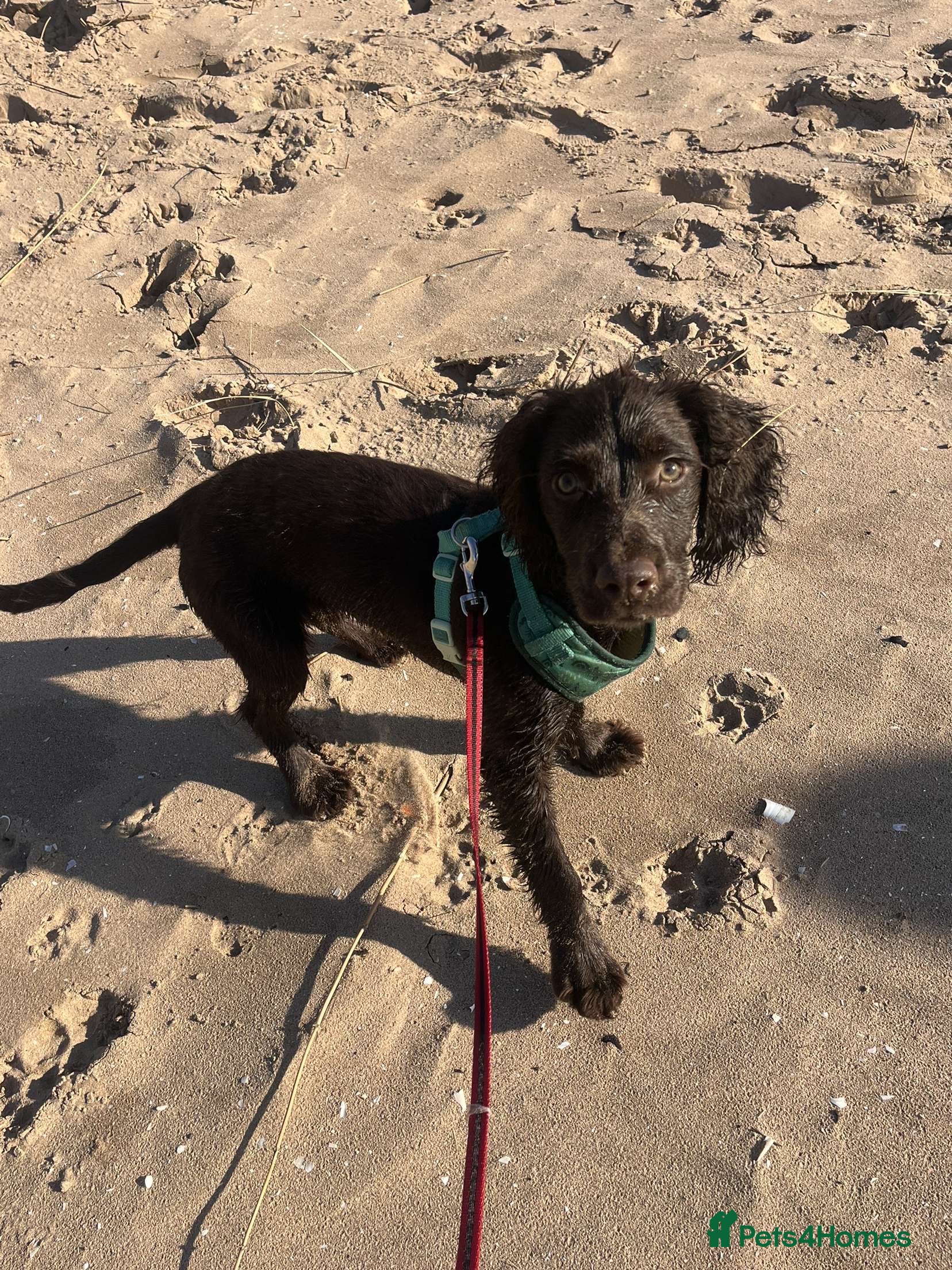 Cocker Spaniel dogs Brown cocker spaniel - Advert 16