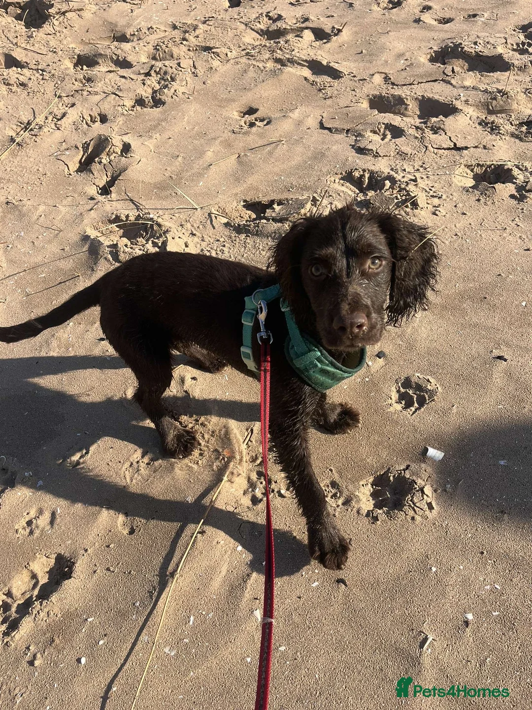 Cocker Spaniel dogs for sale: Brown cocker spaniel - Advert 1