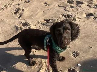 Cocker Spaniel dogs Brown cocker spaniel - Advert 16