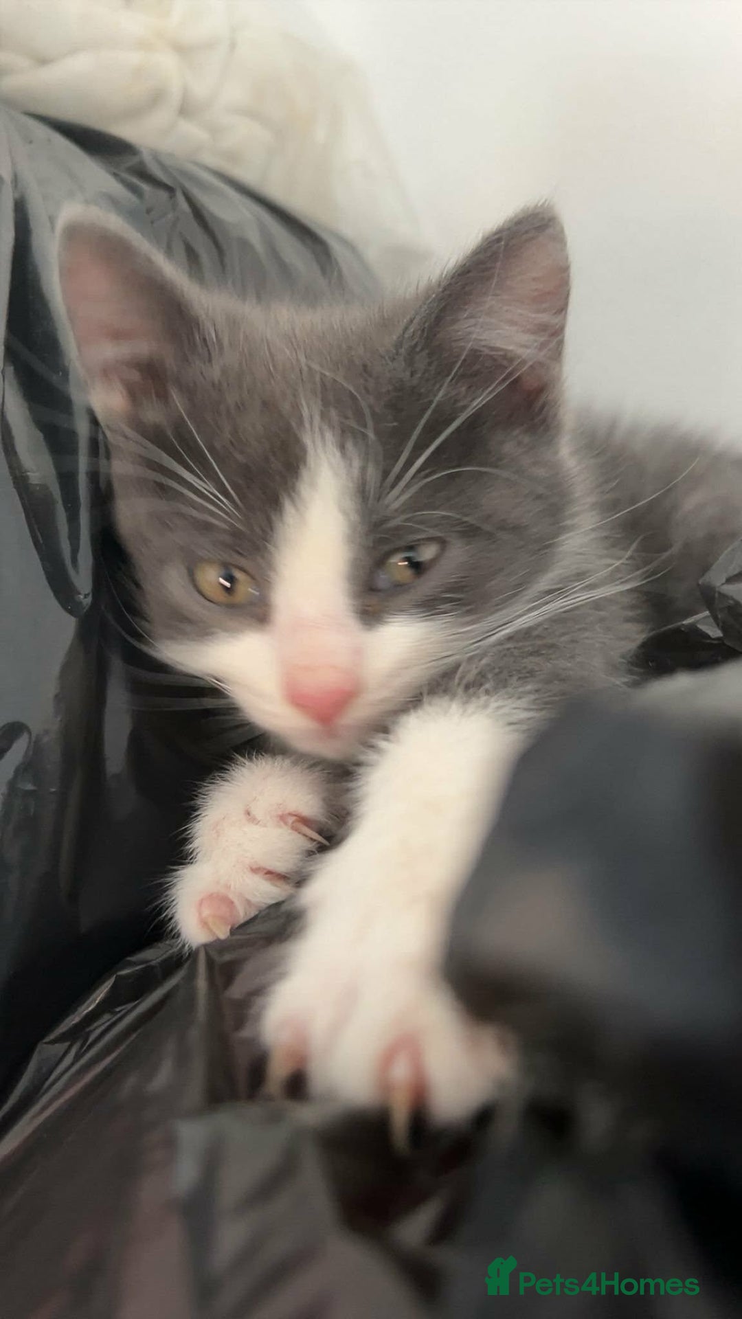 Mixed Breed cats for sale: 3 beautiful kittens for sale :)  - Advert 6