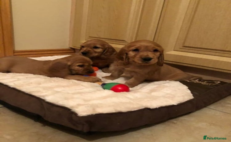 Cocker Spaniel dogs - Advert 5