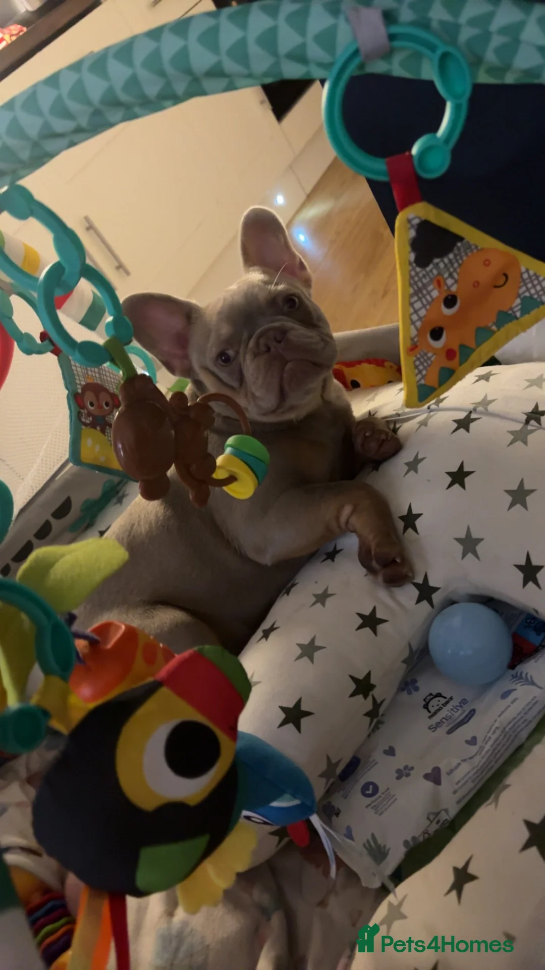 French Bulldog dogs for sale: Beautiful frenchie in need for a loving home  in Ilkeston - Advert 2