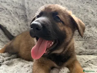 Mixed Breed dogs German Shepherd x Husky x Belgian Malinois puppies - Advert 15