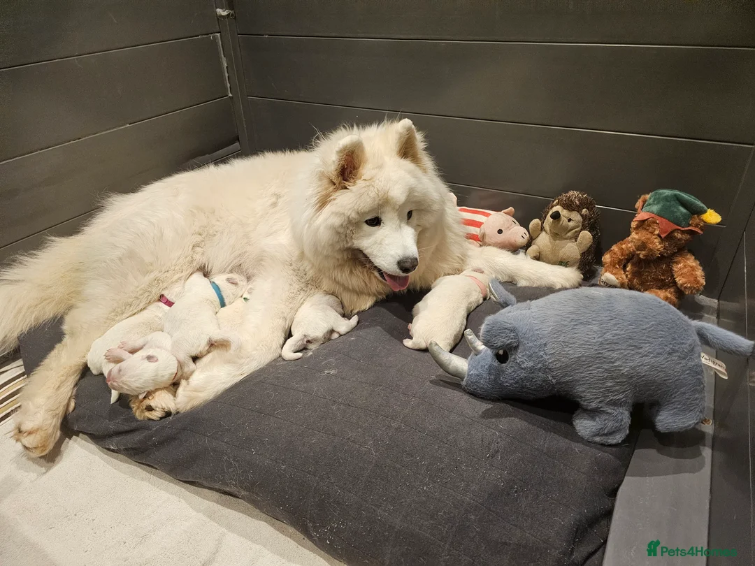 Samoyed dogs for sale: ⭐ EXCEPTIONAL BEAR-HEAD PUPPIES ⭐Champion Heritage - Advert 28