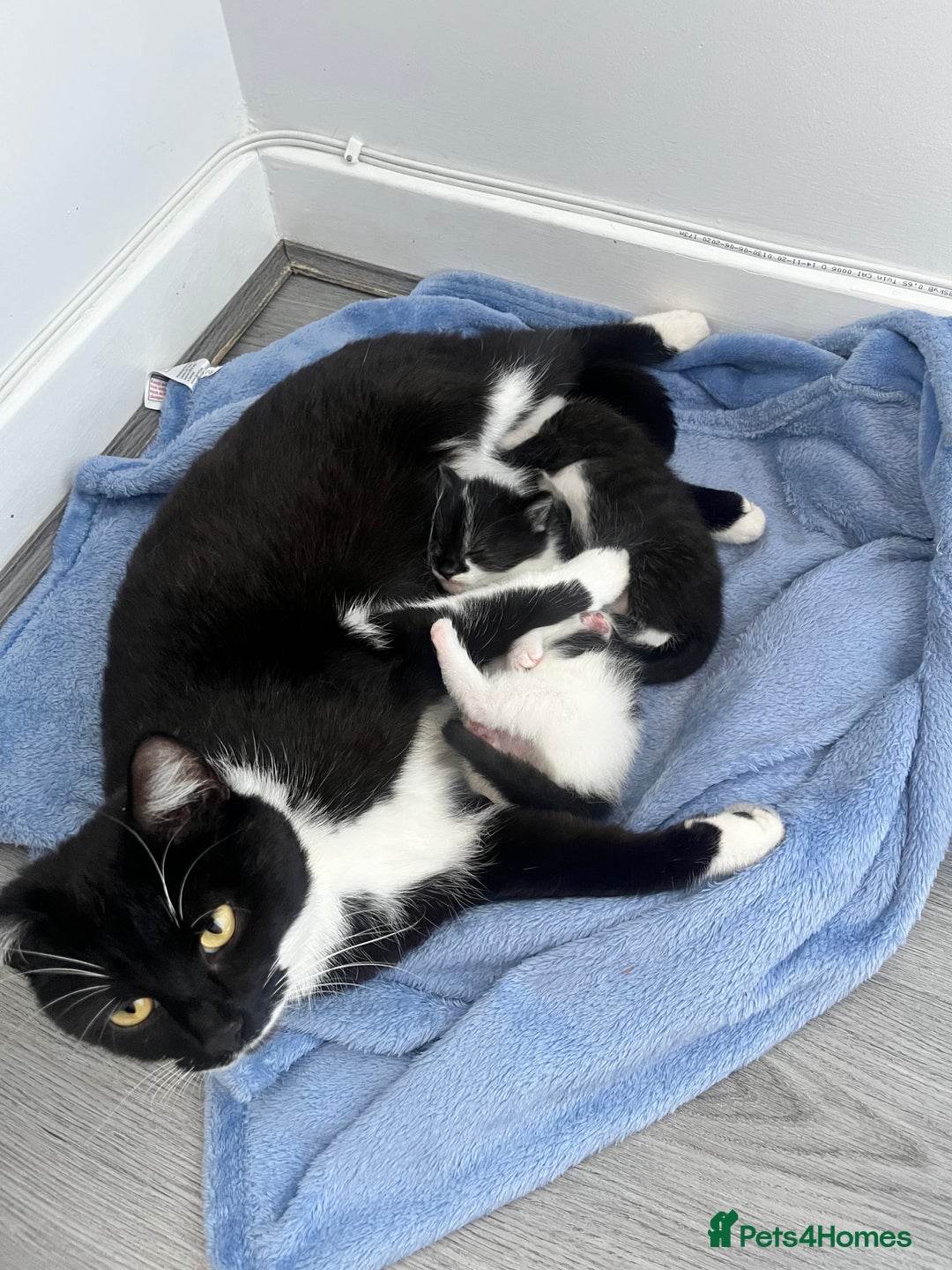 Mixed Breed cats for sale: 1 male 2 female kittens  in Sandbach - Image 4