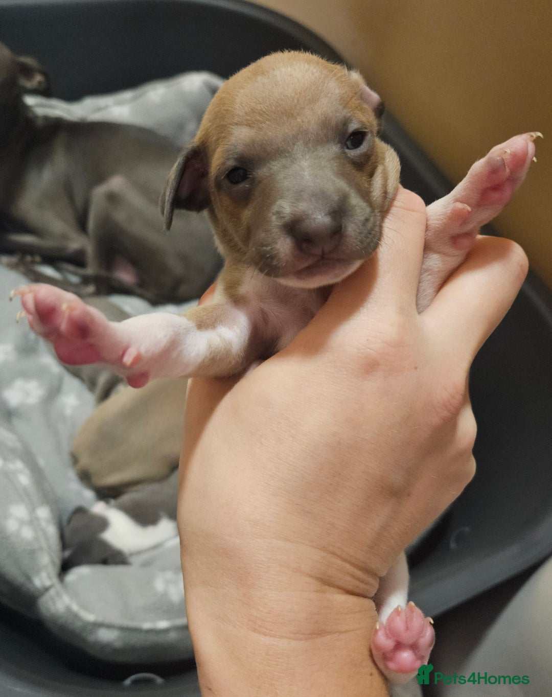 Italian Greyhound dogs for sale: Italian Greyhound Puppies - Kennel Club Registered - Image 10