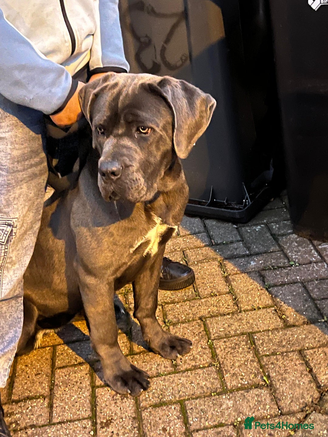 Cane Corso dogs for sale: Cane corso puppy - Advert 6