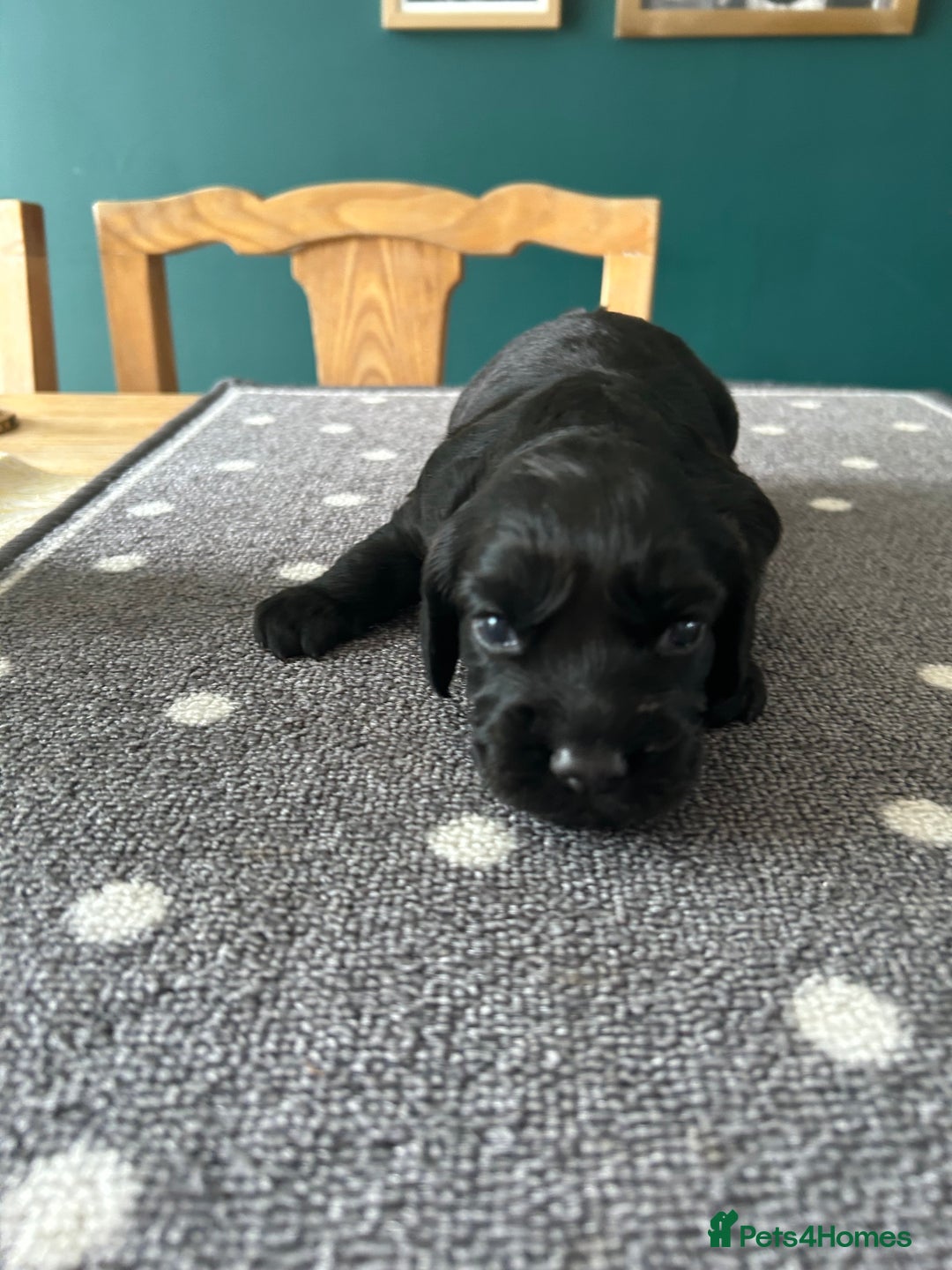 Cocker Spaniel dogs for sale: KC Working cocker spaniel puppies  - Image 7