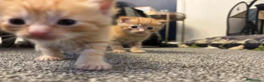 Mixed Breed Kitten 1