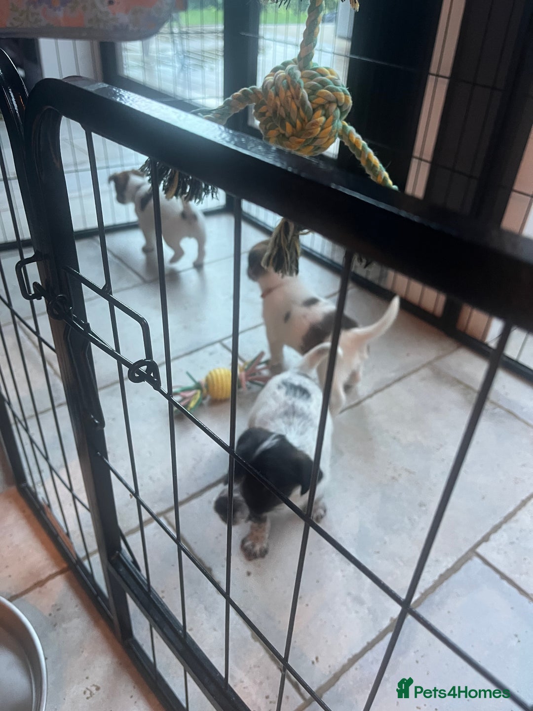 Parson Russell dogs for sale: Parsons Jack Cross Patterdale - Advert 6