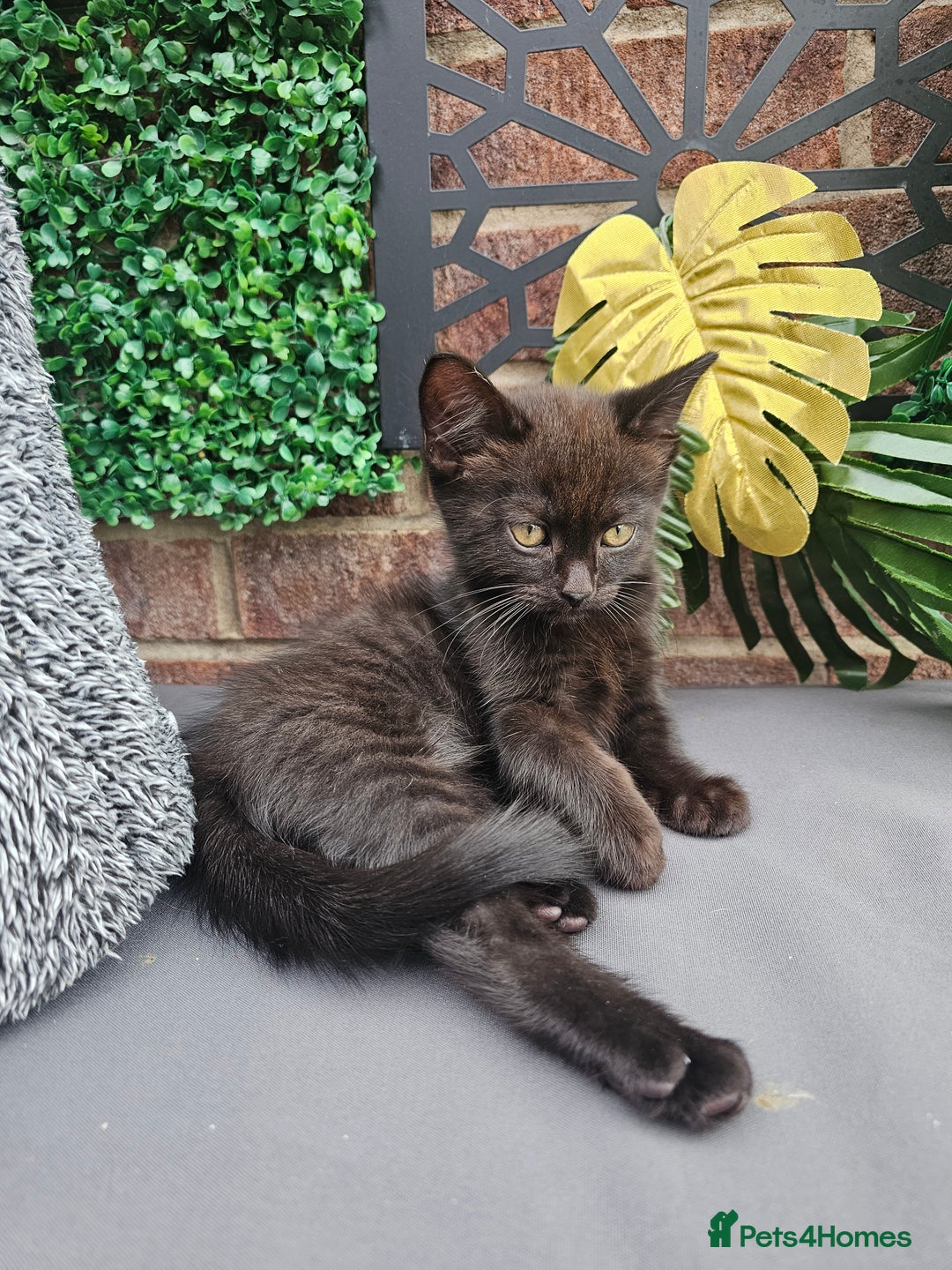 Mixed Breed cats for sale: Scottish Fold Kittens!Rare 🍫chocolate colour🐱 - Image 33