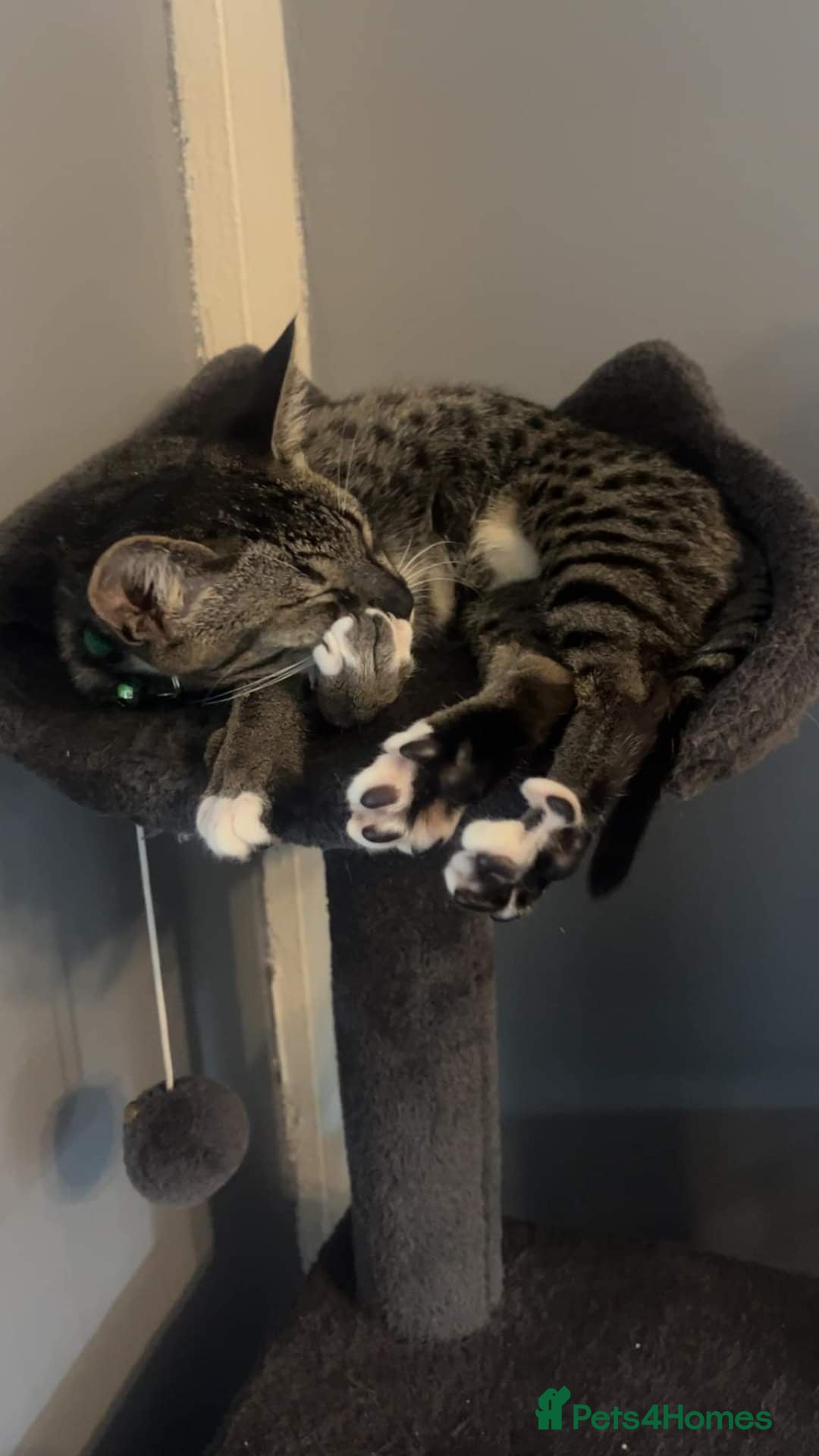 Mixed Breed cats  F5 Savannah Queen Looking for Loving Forever Home - Advert 2