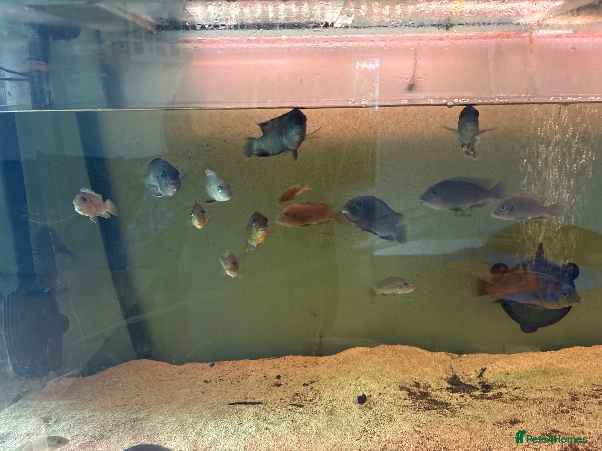 Cichlids fish Fish  - Advert 8