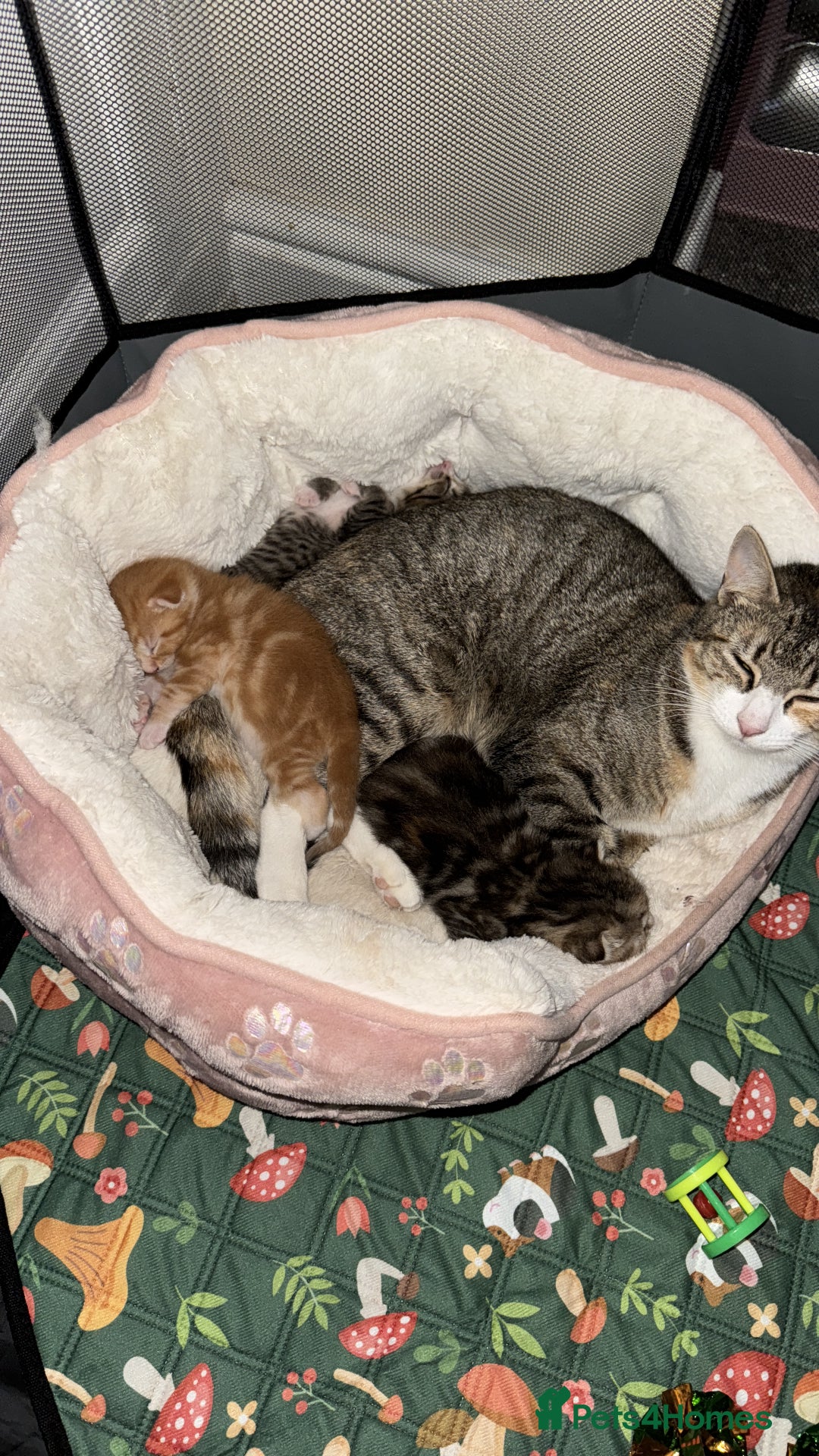 Mixed Breed cats for sale: 🌟 Beautiful Kittens 🌟 - Image 2