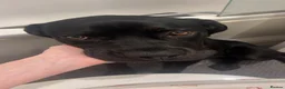Mixed Breed dogs for sale: RottiCorso Puppy in Grimsby - Advert 6