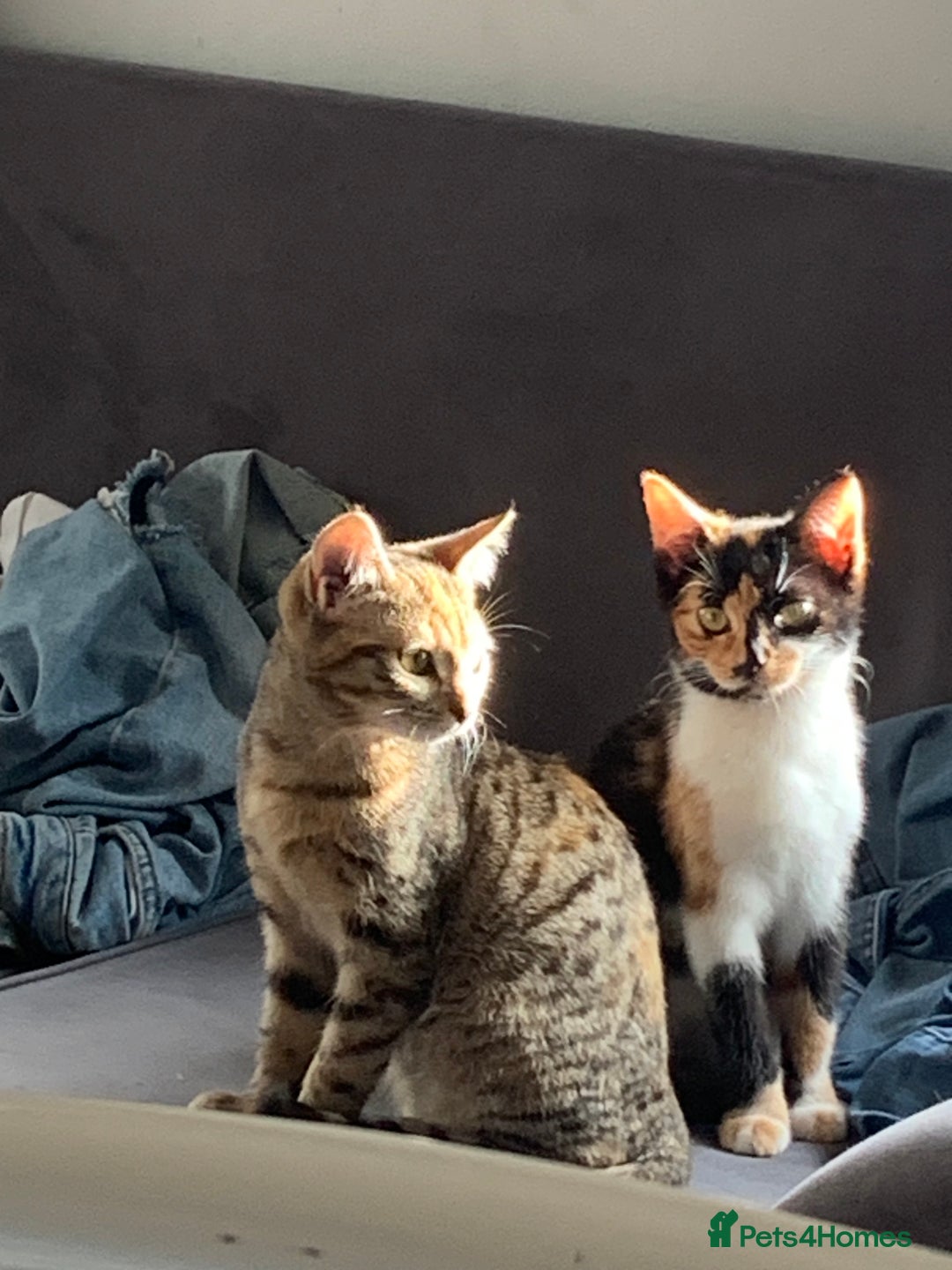 Mixed Breed cats for sale: Male kitten 10 weeks old fully weaned  - Advert 3